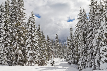 A beautiful forest scene in winter with pine trees laden with snow in the Cascade Mountains in Washington State