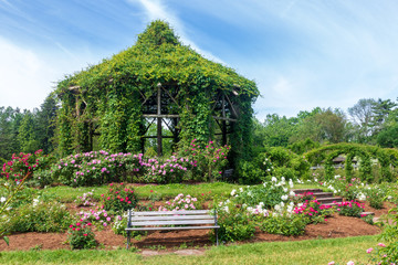 Vine-covered gazebo surrounded by rose bushes