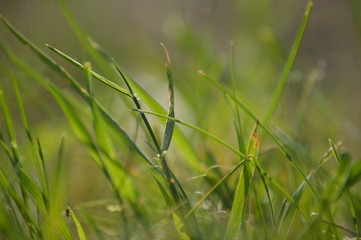 grass on green background