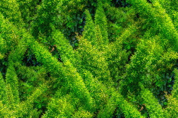 Foxtail fern, Myers Asparagus, Asparagus fern (Asparagus Densiflorus) are growing in the tropical garden 