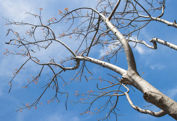 Trunk and branches with flowers of Barbados Pride, Dwarf poinciana, Flower fence, Paradise Flower, Peacock's crest (Caesalpinia Pulcherrima) without the leaves or leafless in the autumn with blue sky