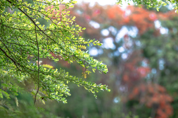 A blurred background of wooden bridge rails that cross the river in the park, preventing people from falling in case of running, jogging or cycling.