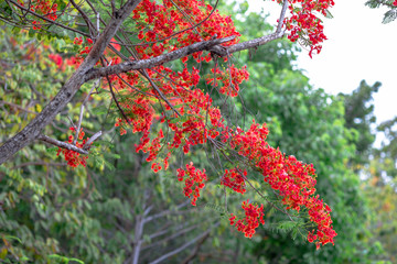 A blurred background of wooden bridge rails that cross the river in the park, preventing people from falling in case of running, jogging or cycling.
