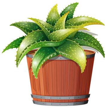 recommend clip art: An aloe vera plant in pot