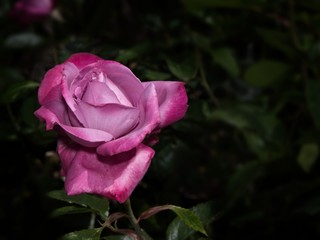 Single rose in the garden