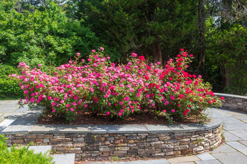 Roses blooming in a stone planter