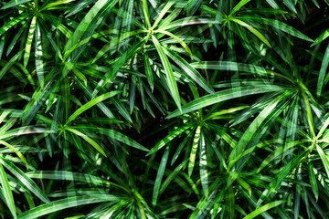 Fresh green narrow leaves pattern of Cascabela thevetia, White oleander, Lucky nut, Lucky Bean, Trumpet Flower (Thevetia Peruviana (Pers.) K.Schum) on tree in the tropical garden