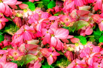 Dona flowers or Dona Queen Sirikit (Mussaenda philippica 'Queen Sirikit) are blooming in tree in the nature park