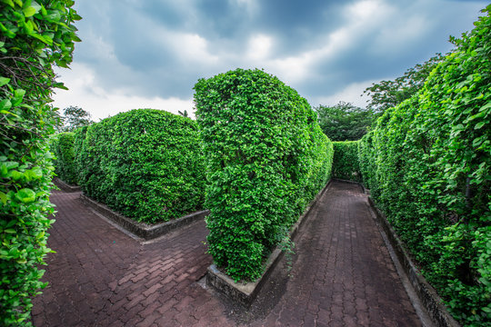 Natural background of garden decoration, green shrub decoration to be beautiful, as a point of interest and stop taking pictures while traveling 