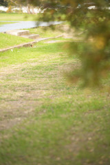 秋の難波宮跡公園