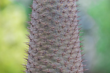 Nature wallpaper close-up Of cactus, with sharp thorny stems and can grow even in hot weather, a plant that can be seen in tropical countries