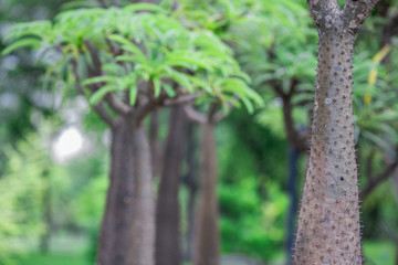 Close nature background Of various species of trees with long leaves, depending on what kind of species, the natural beauty