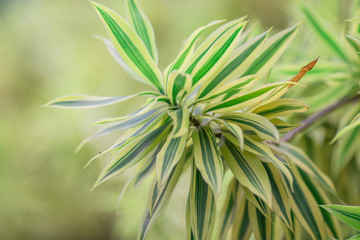 Close nature background Of various species of trees with long leaves, depending on what kind of species, the natural beauty