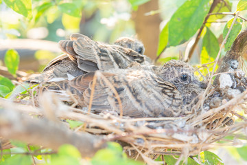 baby bird on nest in the nature and sun