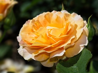 Single rose in the garden