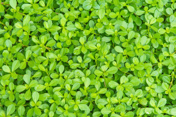 Small green plants