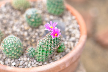 Nature wallpaper close-up Of cactus, with sharp thorny stems and can grow even in hot weather, a plant that can be seen in tropical countries