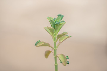 Nature wallpaper close-up Of cactus, with sharp thorny stems and can grow even in hot weather, a plant that can be seen in tropical countries
