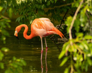 Flamingo