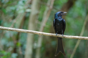 Bronze Drongo bird (Dicrurus aeneus)