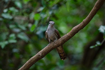 Banded Bay Cuckoo in nature