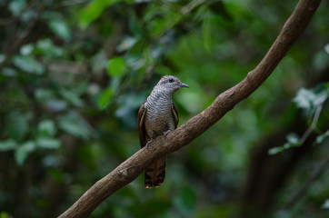 Banded Bay Cuckoo in nature