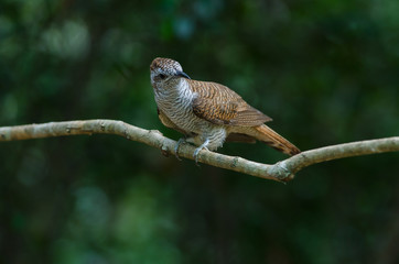Banded Bay Cuckoo in nature
