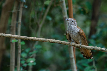Banded Bay Cuckoo in nature