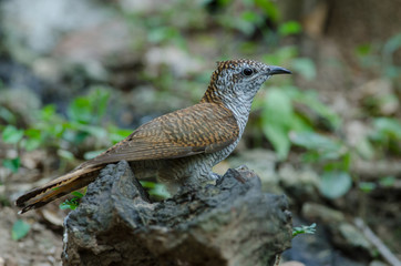 Banded Bay Cuckoo in nature
