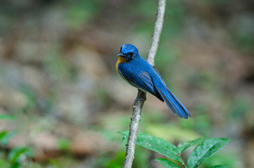 Tickell's blue-flycatcher perching on a branch