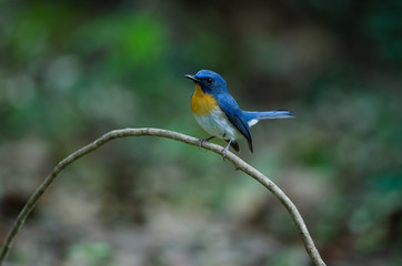 Tickell's blue-flycatcher perching on a branch