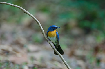 Tickell's blue-flycatcher perching on a branch