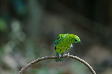 Blue winged leafbird perching on tree in forest