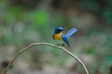 Tickell's blue-flycatcher perching on a branch
