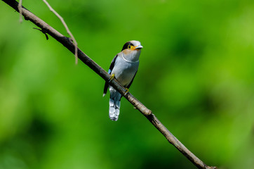 colorful bird Silver-breasted broadbil