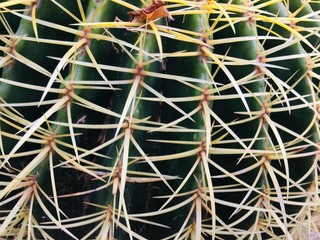 Echinocactus