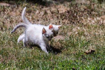 Fototapeta premium cat on the grass