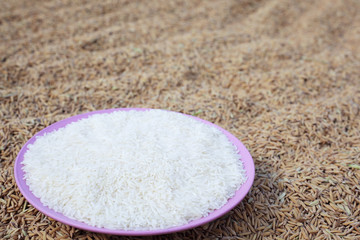white rice on paddy rice seed background