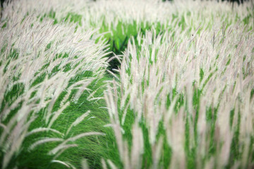 Obraz na płótnie Canvas landscape field of white reeds grass