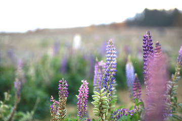 Fototapeta premium a lot of flower in spring season in new zealand