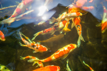 Background of the fish flock (Fancy Carp) that are raised in the basin for beauty and for further extension, blurred movements in the water from food 