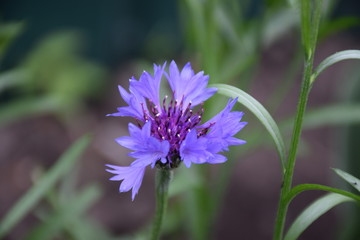 Cornflowers...
