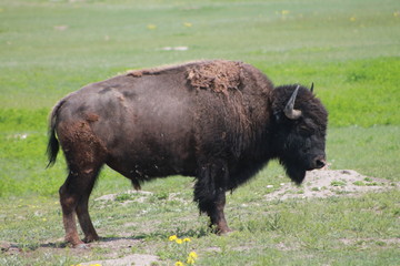 Bison in the Bad Lands