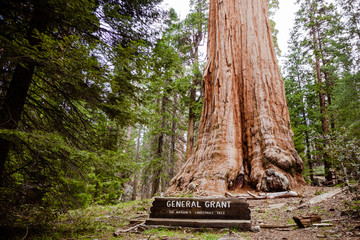 General Grant the nations Christmas tree