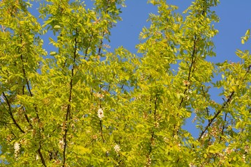 ゴールデンアカシア（ニセアカシア ’フリーシア’）の花が咲く