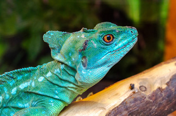 Obraz premium Basilisk lizard close-up