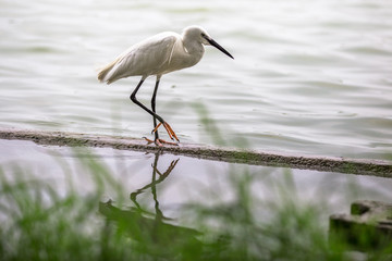 The blurred background of poultry (white egret) that is looking for food on the river bank, by eating small fish food for existence, the mouth is long for prey.