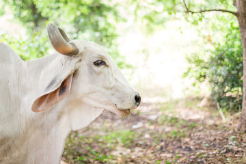 American Brahman cattle in abundant natural farms