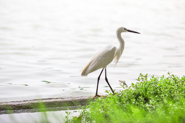 The blurred background of poultry (white egret) that is looking for food on the river bank, by eating small fish food for existence, the mouth is long for prey.