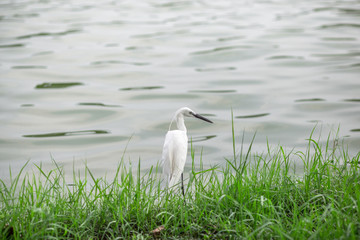 The blurred background of poultry (white egret) that is looking for food on the river bank, by eating small fish food for existence, the mouth is long for prey.